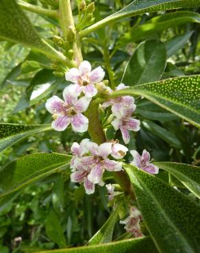 Fotografia 1 da espécie Myoporum laetum no Jardim Botânico UTAD