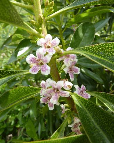 Fotografia de capa Myoporum laetum - do Jardim Botânico