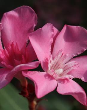 Fotografia 8 da espécie Nerium oleander no Jardim Botânico UTAD