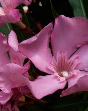 Fotografia 10 da espécie Nerium oleander no Jardim Botânico UTAD