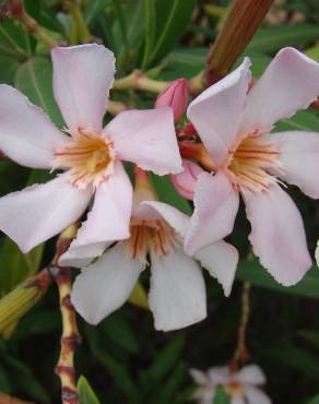 Fotografia 1 da espécie Nerium oleander no Jardim Botânico UTAD