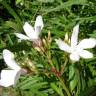 Fotografia 14 da espécie Nerium oleander do Jardim Botânico UTAD