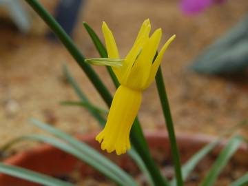 Fotografia da espécie Narcissus cyclamineus