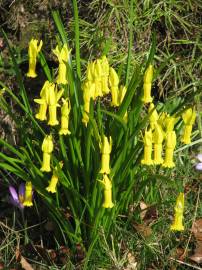 Fotografia da espécie Narcissus cyclamineus