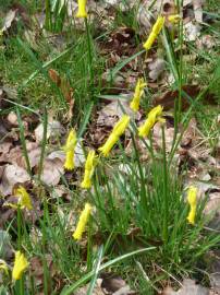 Fotografia da espécie Narcissus cyclamineus