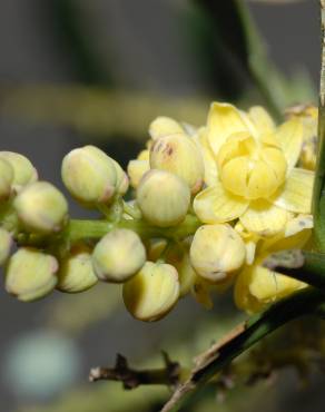 Fotografia 5 da espécie Mahonia fortunei no Jardim Botânico UTAD