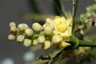 Fotografia da espécie Mahonia fortunei