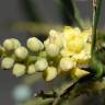 Fotografia 5 da espécie Mahonia fortunei do Jardim Botânico UTAD