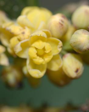 Fotografia 6 da espécie Mahonia fortunei no Jardim Botânico UTAD