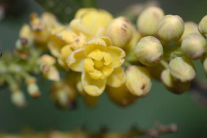 Fotografia da espécie Mahonia fortunei