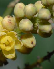 Mahonia fortunei