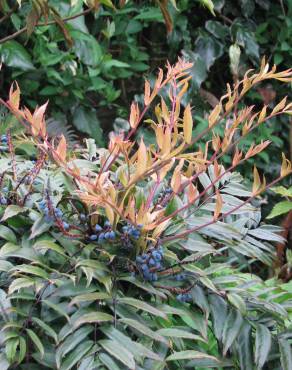 Fotografia 7 da espécie Mahonia fortunei no Jardim Botânico UTAD