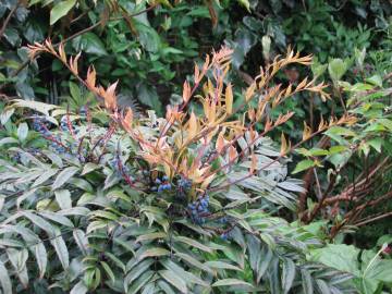 Fotografia da espécie Mahonia fortunei