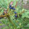 Fotografia 8 da espécie Mahonia fortunei do Jardim Botânico UTAD