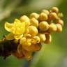 Fotografia 9 da espécie Mahonia fortunei do Jardim Botânico UTAD