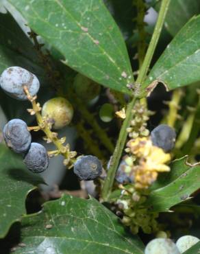 Fotografia 10 da espécie Mahonia fortunei no Jardim Botânico UTAD