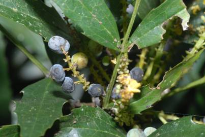 Fotografia da espécie Mahonia fortunei