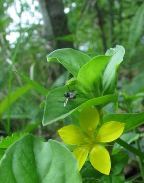 Fotografia 6 da espécie Lysimachia nemorum no Jardim Botânico UTAD