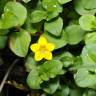 Fotografia 7 da espécie Lysimachia nemorum do Jardim Botânico UTAD