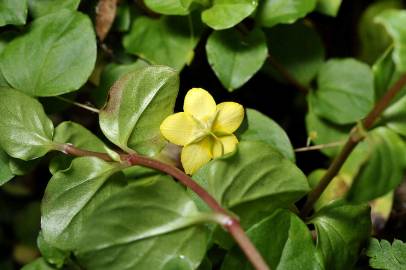 Fotografia da espécie Lysimachia nemorum