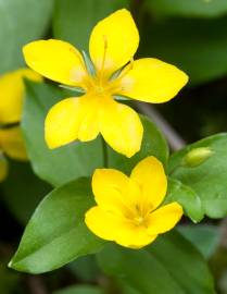 Fotografia da espécie Lysimachia nemorum