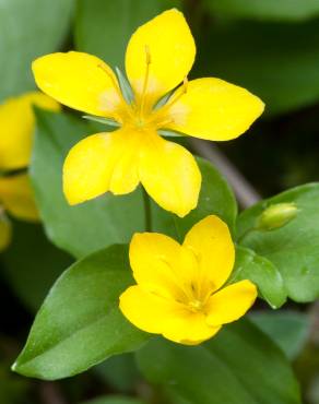 Fotografia 9 da espécie Lysimachia nemorum no Jardim Botânico UTAD