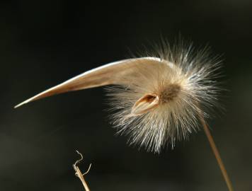Fotografia da espécie Lygeum spartum