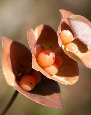 Fotografia 11 da espécie Lonicera implexa no Jardim Botânico UTAD