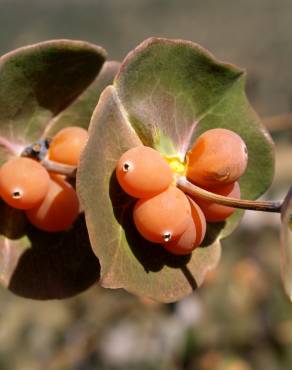 Fotografia 13 da espécie Lonicera implexa no Jardim Botânico UTAD