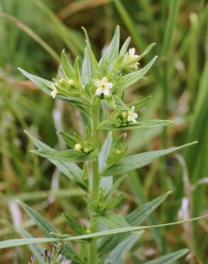 Fotografia 11 da espécie Lithospermum officinale no Jardim Botânico UTAD