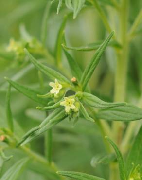 Fotografia 12 da espécie Lithospermum officinale no Jardim Botânico UTAD