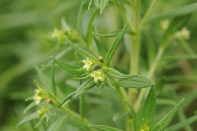 Fotografia da espécie Lithospermum officinale