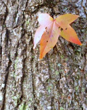 Fotografia 8 da espécie Liquidambar styraciflua no Jardim Botânico UTAD