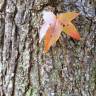 Fotografia 8 da espécie Liquidambar styraciflua do Jardim Botânico UTAD