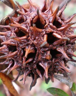 Fotografia 9 da espécie Liquidambar styraciflua no Jardim Botânico UTAD