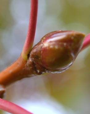 Fotografia 10 da espécie Liquidambar styraciflua no Jardim Botânico UTAD