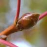 Fotografia 10 da espécie Liquidambar styraciflua do Jardim Botânico UTAD