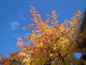 Fotografia da espécie Liquidambar styraciflua