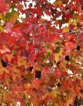 Fotografia 13 da espécie Liquidambar styraciflua no Jardim Botânico UTAD