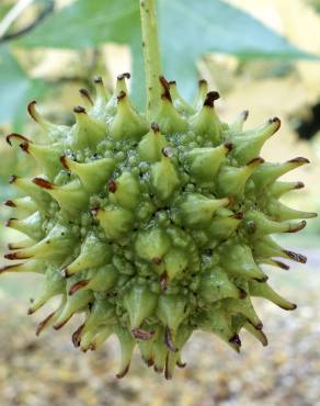 Fotografia 14 da espécie Liquidambar styraciflua no Jardim Botânico UTAD