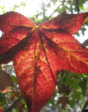 Fotografia 15 da espécie Liquidambar styraciflua no Jardim Botânico UTAD