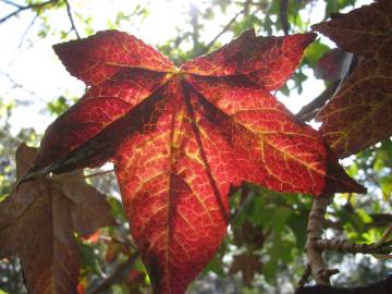 Fotografia da espécie Liquidambar styraciflua