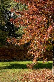 Fotografia da espécie Liquidambar styraciflua