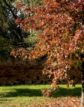 Fotografia 16 da espécie Liquidambar styraciflua no Jardim Botânico UTAD