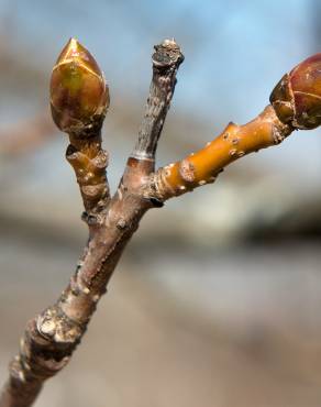 Fotografia 17 da espécie Liquidambar styraciflua no Jardim Botânico UTAD