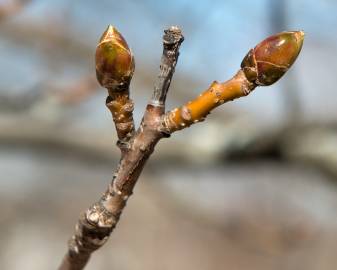 Fotografia da espécie Liquidambar styraciflua