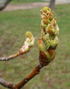 Fotografia 18 da espécie Liquidambar styraciflua no Jardim Botânico UTAD