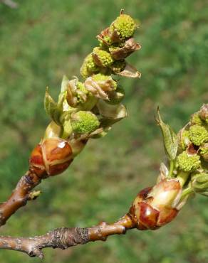 Fotografia 19 da espécie Liquidambar styraciflua no Jardim Botânico UTAD