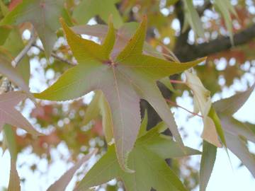 Fotografia da espécie Liquidambar styraciflua