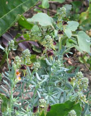 Fotografia 10 da espécie Linaria tristis no Jardim Botânico UTAD